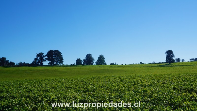 Línea Nueva, Parcelación Los Laureles del Maullín, Parcela B10 - Luz Propiedades